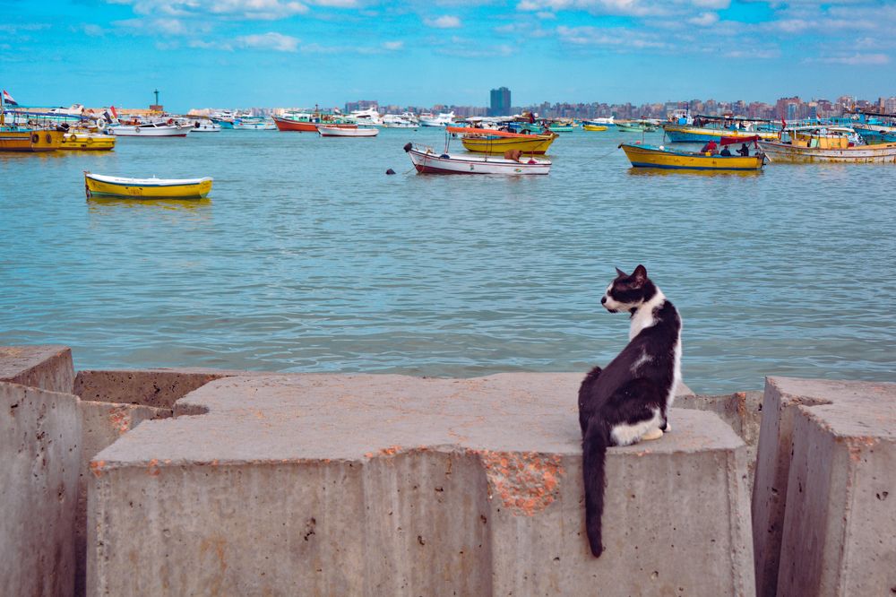 Photograph by Gehad Ahmed