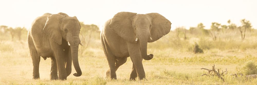 Photograph by Henri Burger