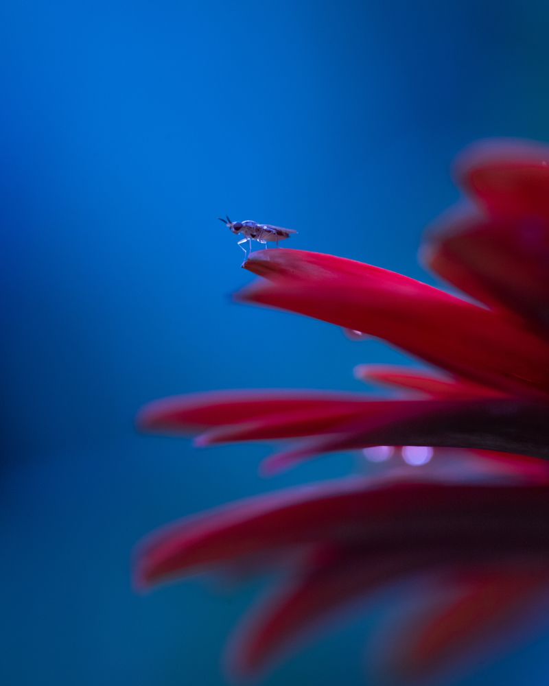 Photograph by Hemraj Chavhan A