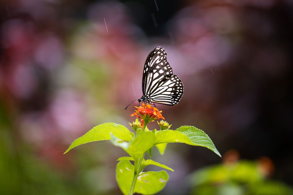 Photograph by Hemraj Chavhan A