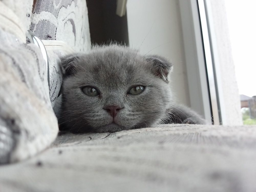 Photo #8834001