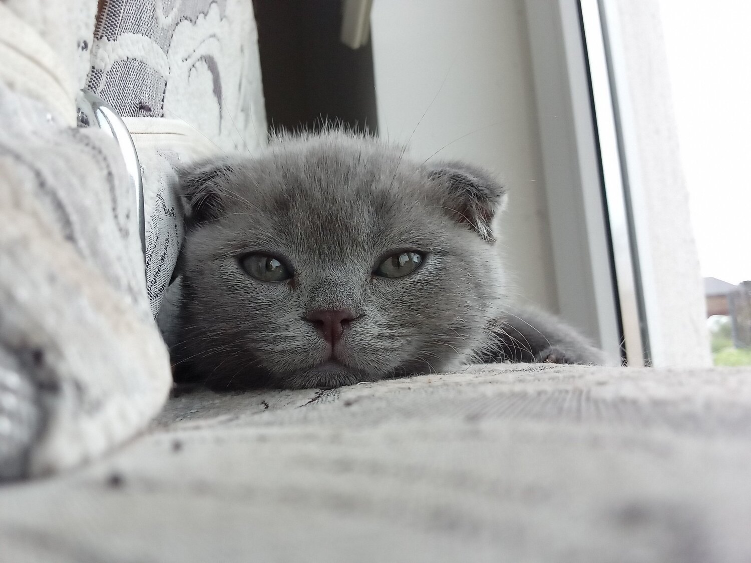 Photo #8834001