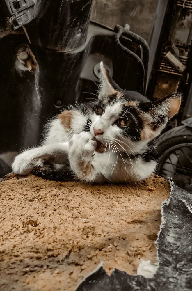 Photograph by Shubham rai