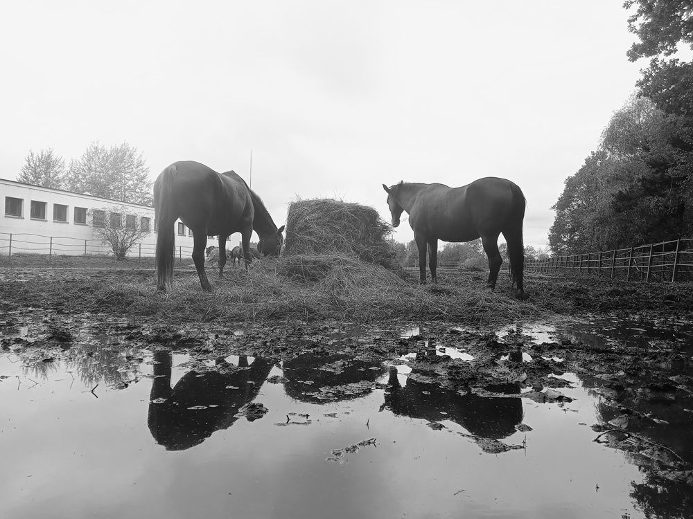 Horses