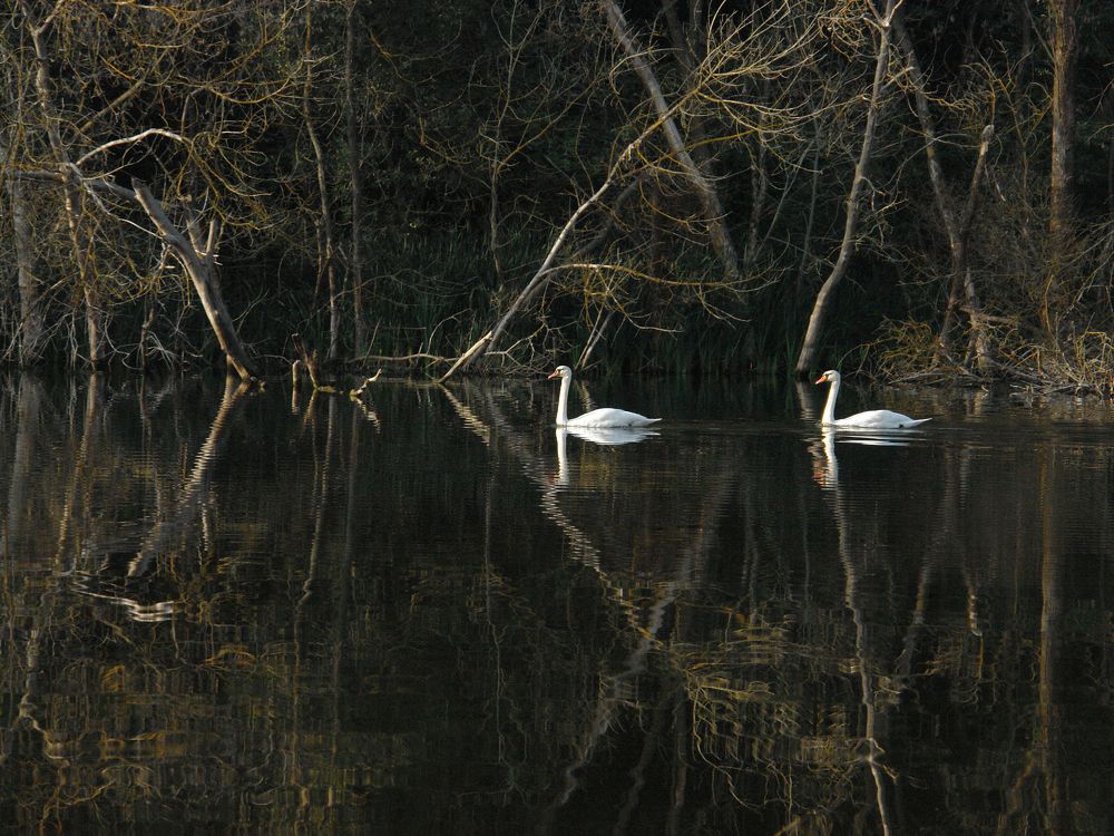 Царственные птицы