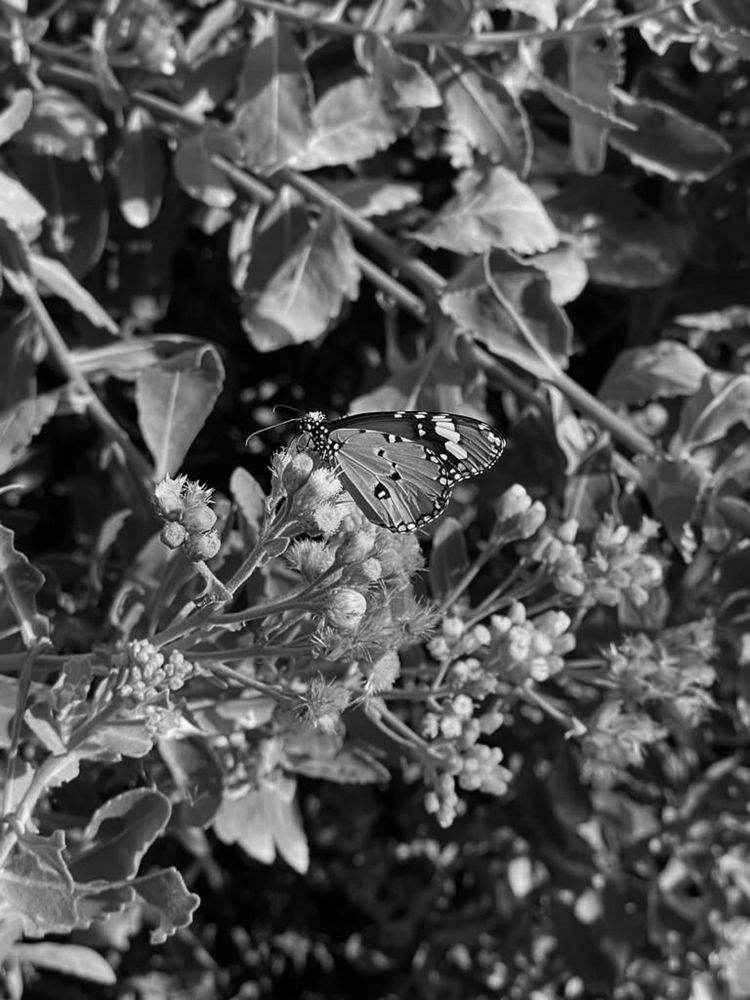 Photograph by Nawaz Suman