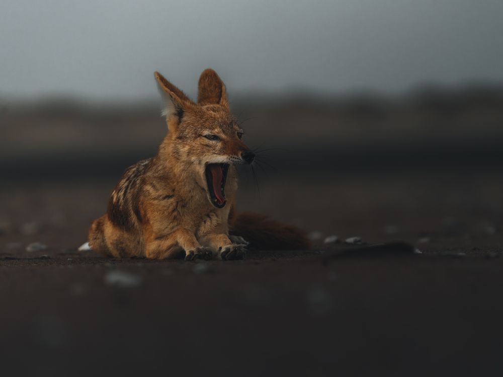 Photograph by Chris Stavrakas