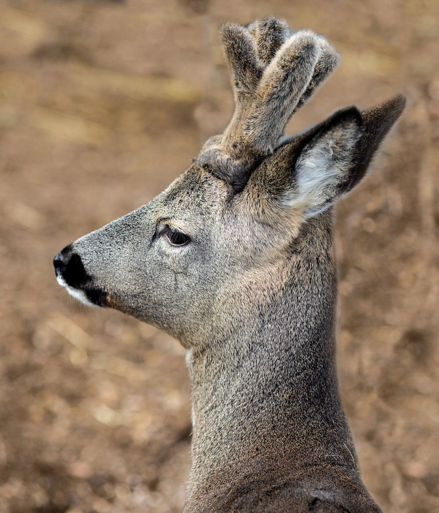 Photograph by Виктория Янушанис