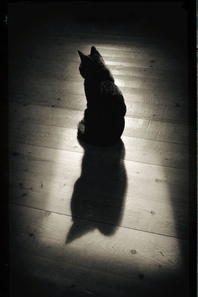 Photograph by Михаил Копанс