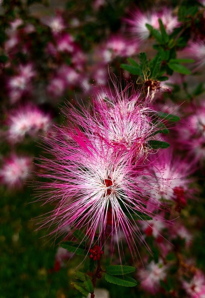 Photograph by Natalia