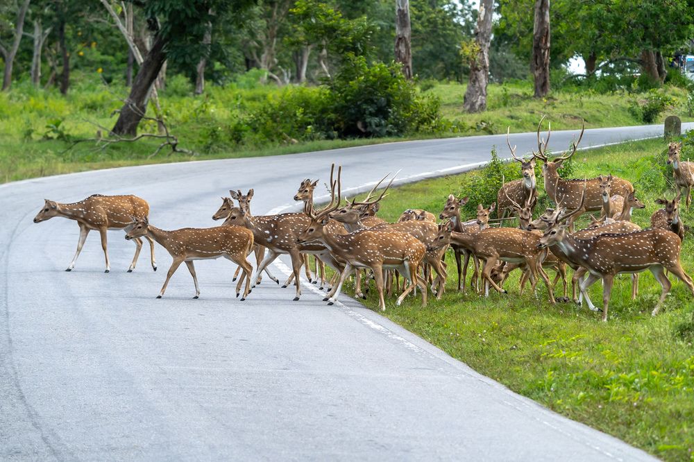 Photograph by Srivatsan s