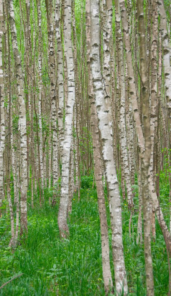 Photograph by Павел Зюлин