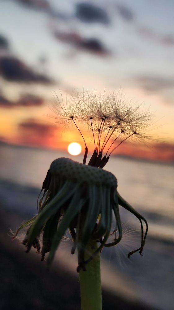 Фотография автора Giorgi chernik