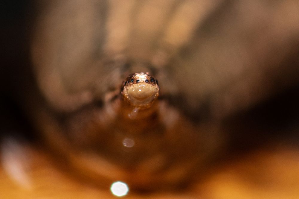 Photograph by Greg Hillman