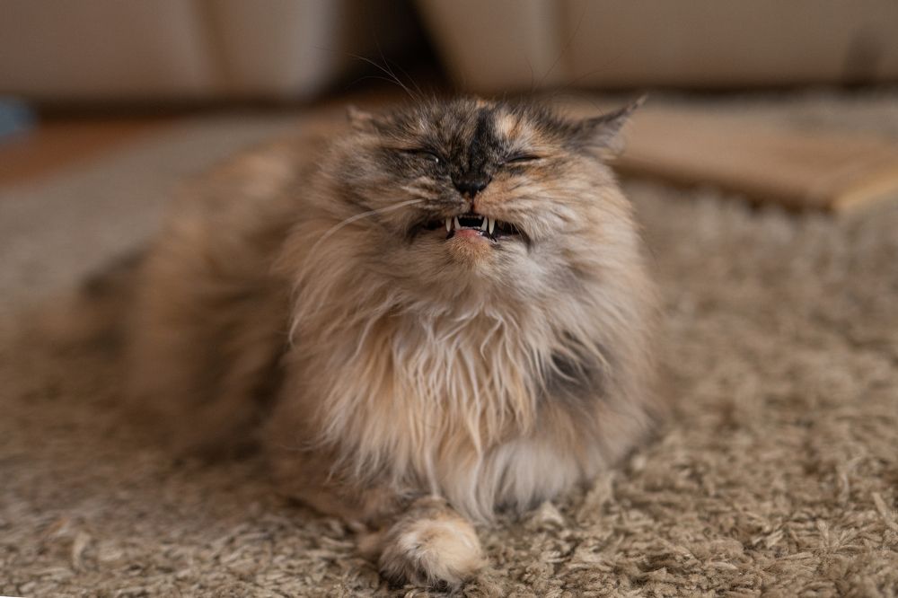 Photograph by Анна Нетяга