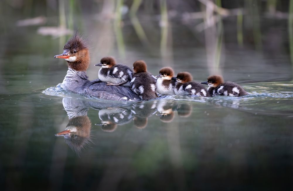 Photograph by Dane Madsen