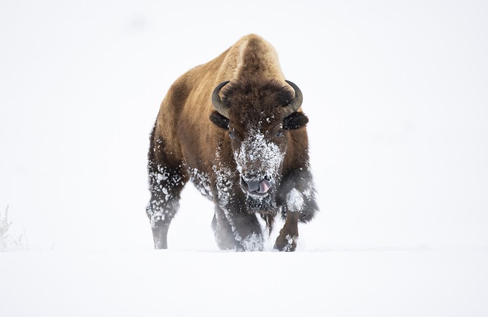 Photograph by Dane Madsen