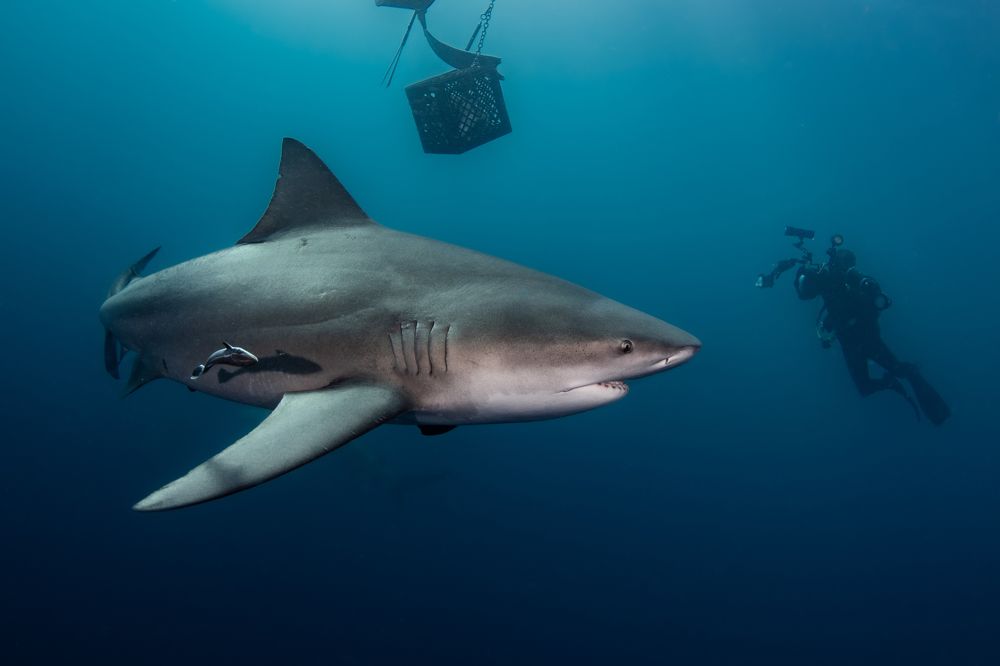 Photograph by Carlos Eduardo Barreto Pinheiro