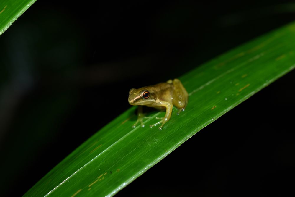 Photograph by Daniyan Aulia Rahman