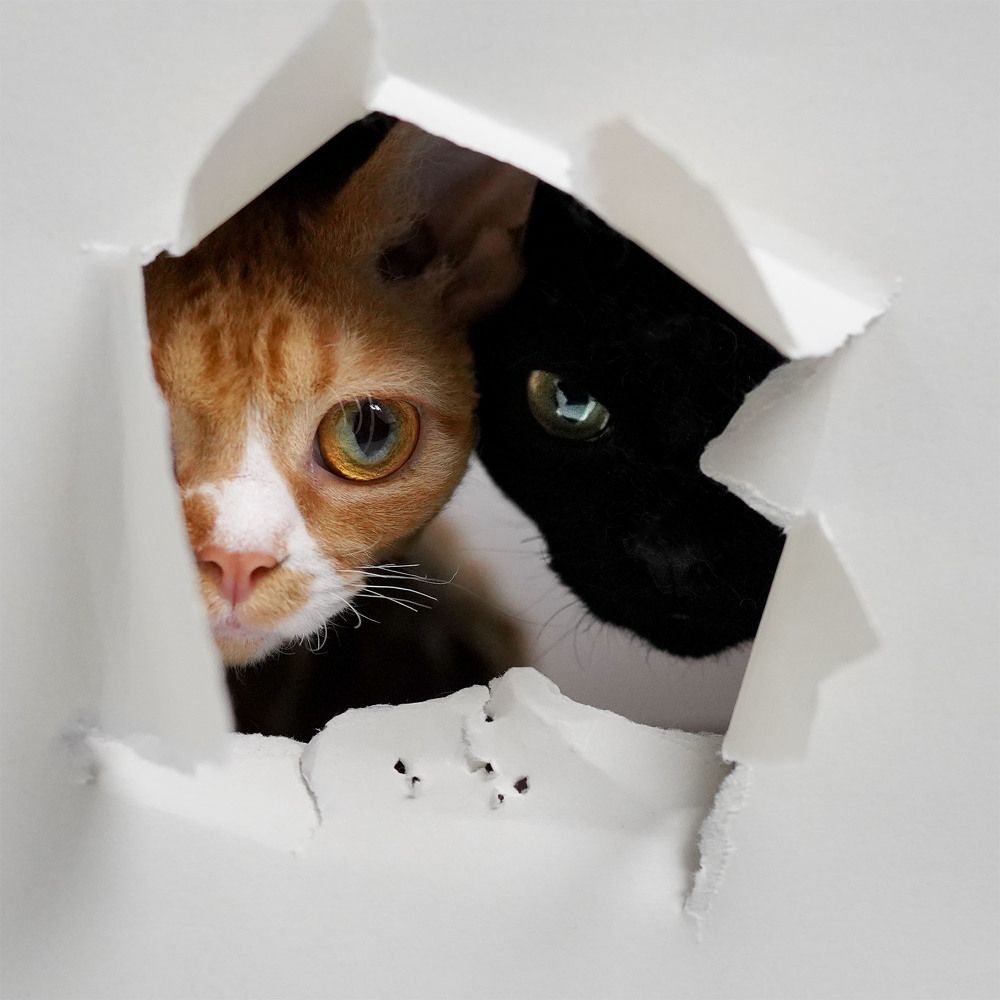 Фотография автора Irina Kozhemyakina