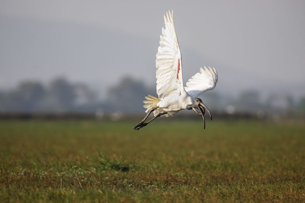 Photograph by Lokanath