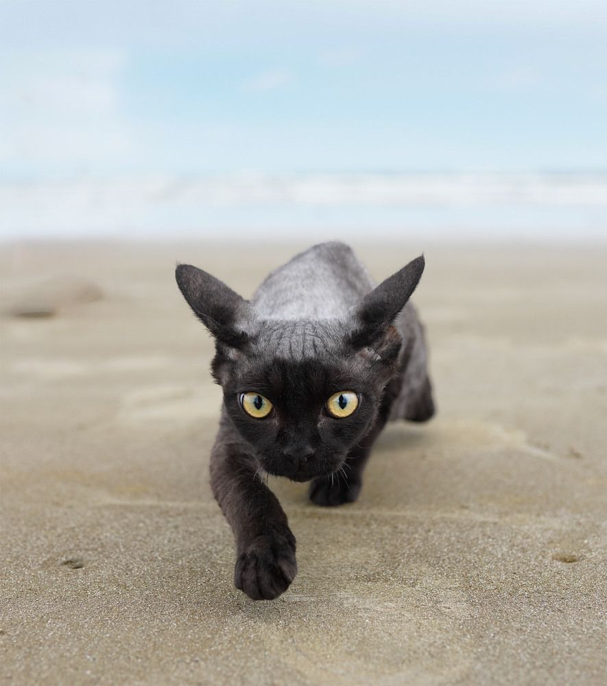 Фотография автора Irina Kozhemyakina