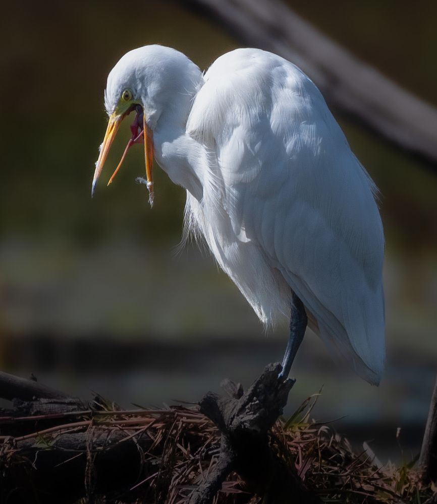 Photograph by Harsha Devalla