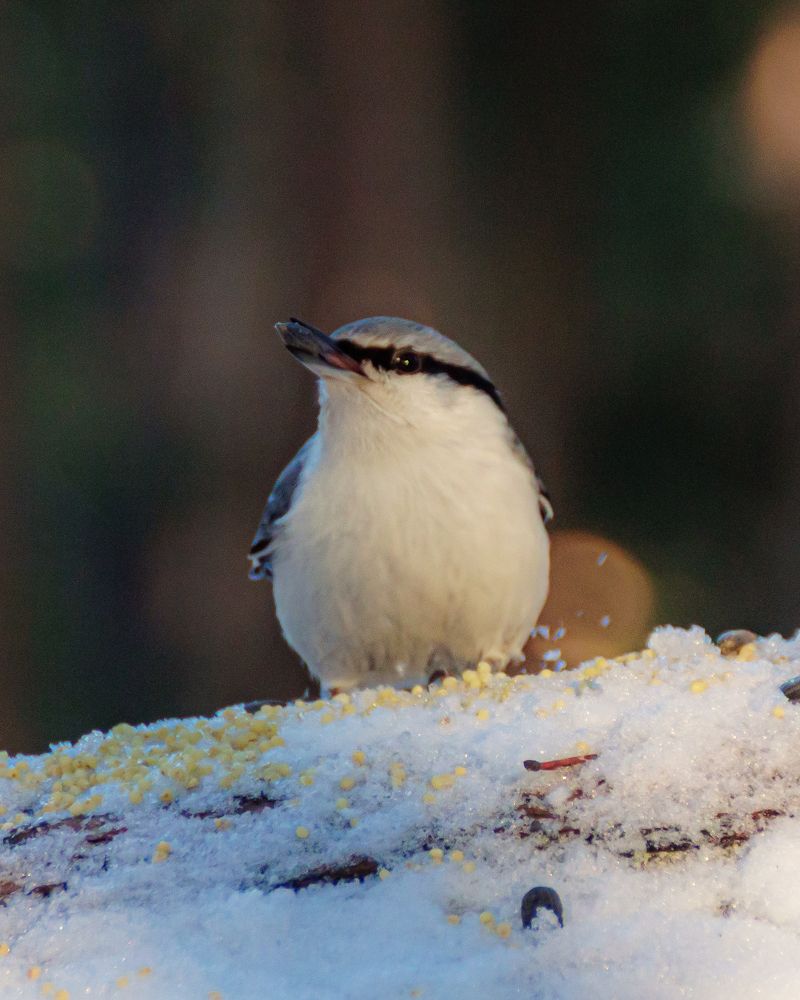 Фотография автора Aleksandr Kadyshev