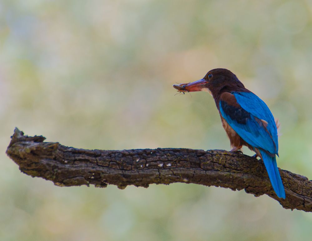 Photograph by sunil agadi