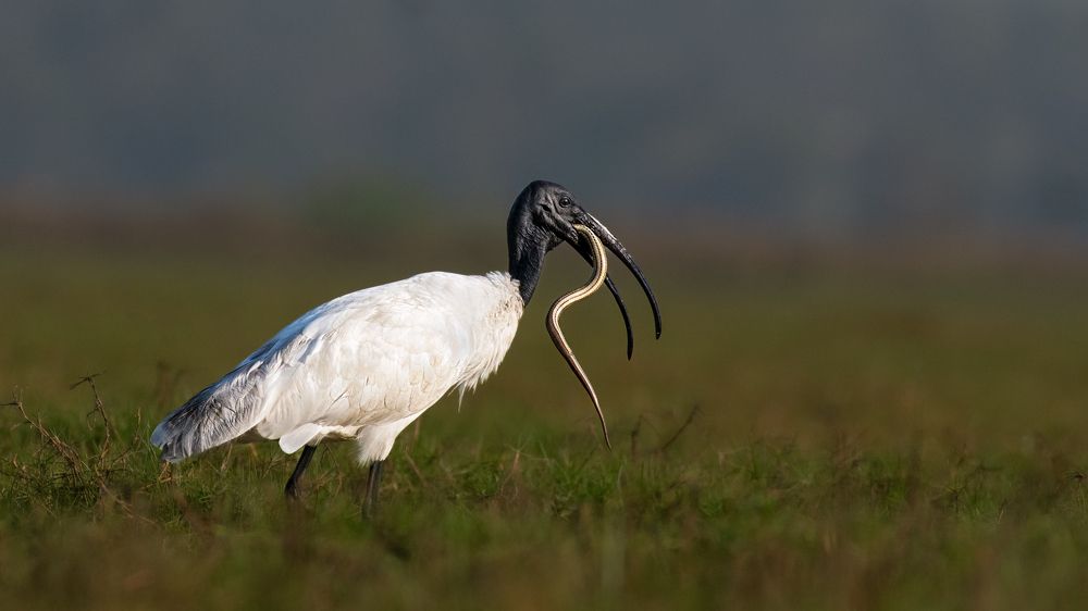 Photograph by Vinod Kumar V K