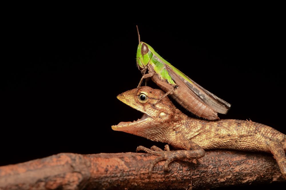 Hungry lizard and Grasshopper