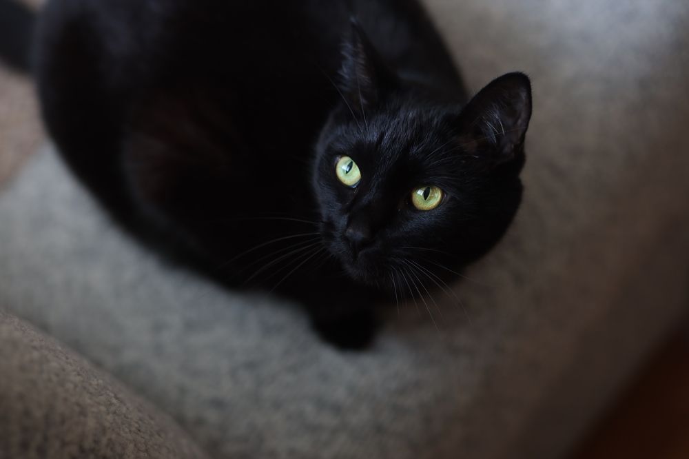 Фотография автора Анна Медведева