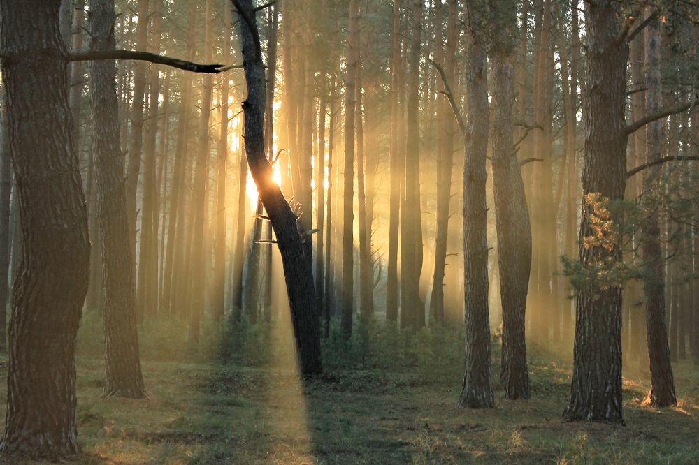 Пять мгновений осени