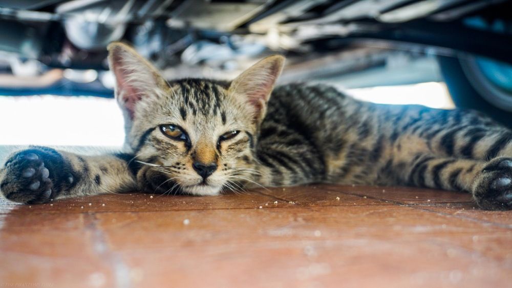 Photograph by phantoms thief