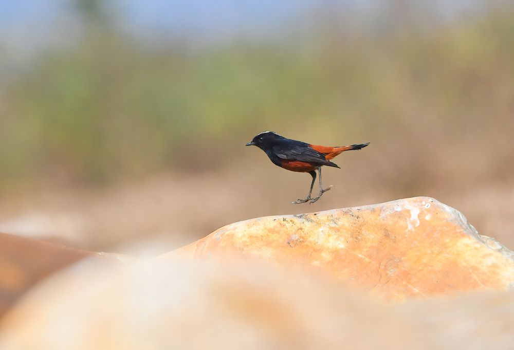 Photograph by Somenath Nandy