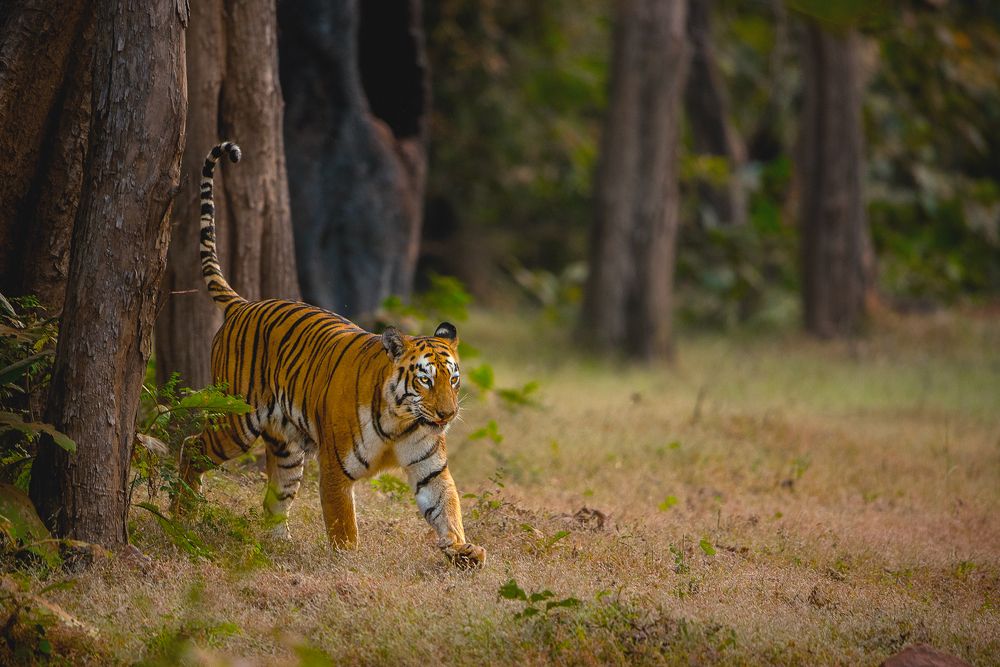 Photograph by Neeraj Gade