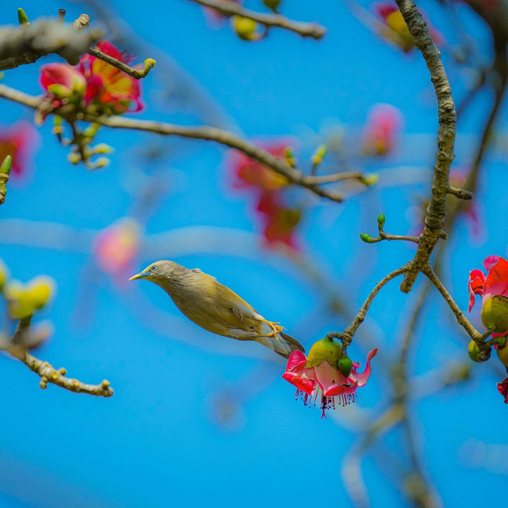 Photograph by Ravindra b n