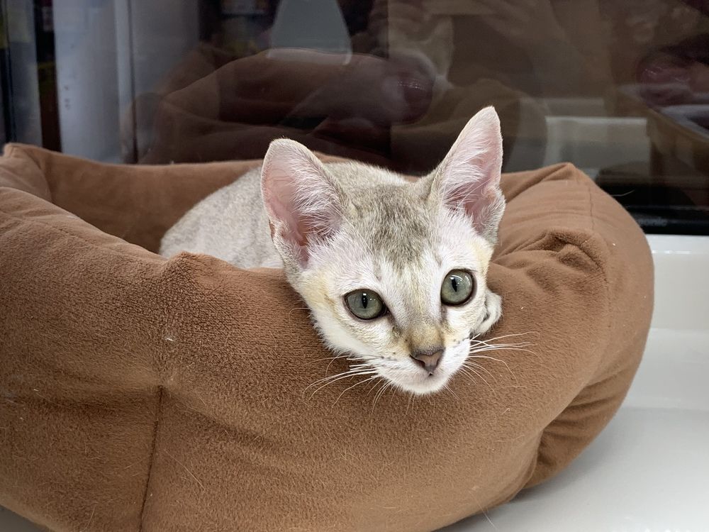 Фотография автора Anna Kochergina