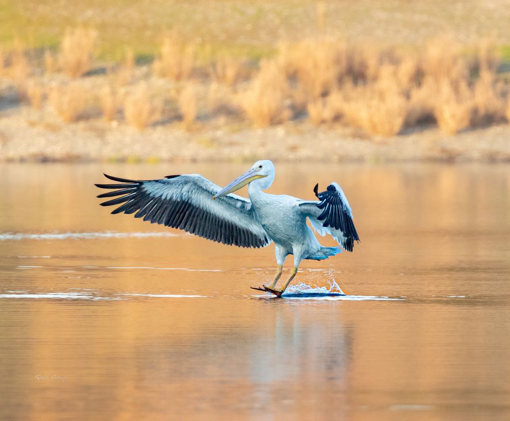 Photograph by Rehana Parveen