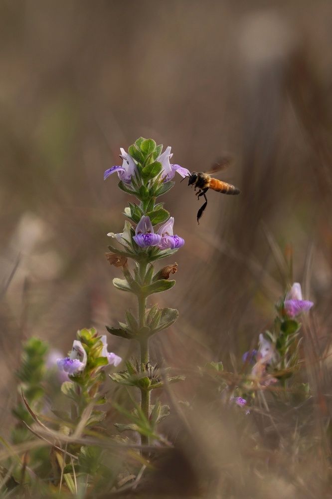 Фотография автора Abhijit Mukherjee