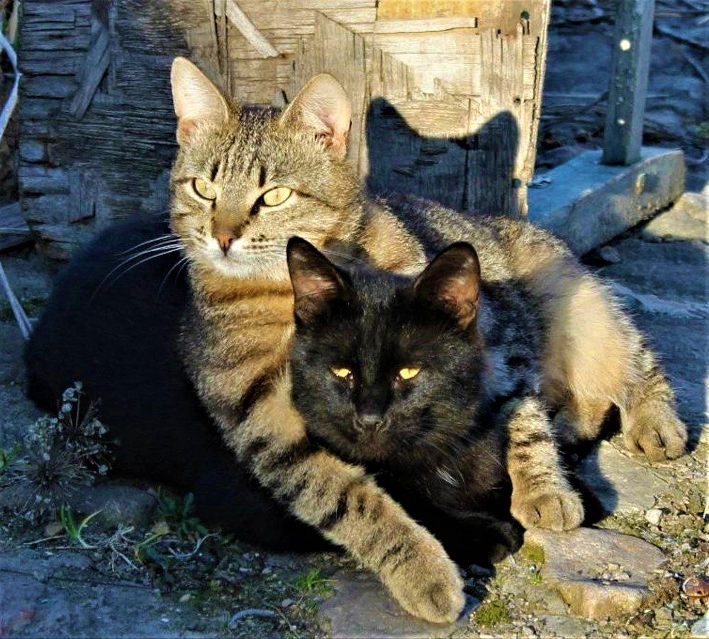 Я укрою от беды