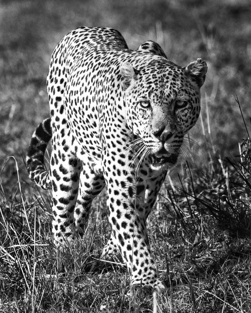 Photograph by M. A. Latheef