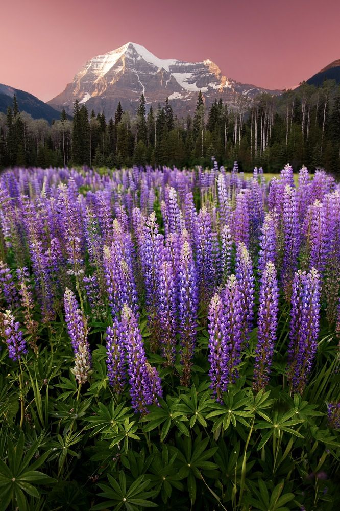 Люпиновая рапсодия