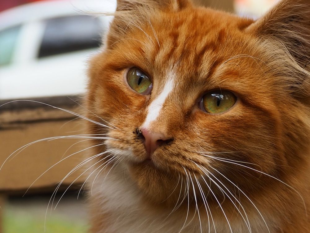 Photograph by Юлия Поршнева