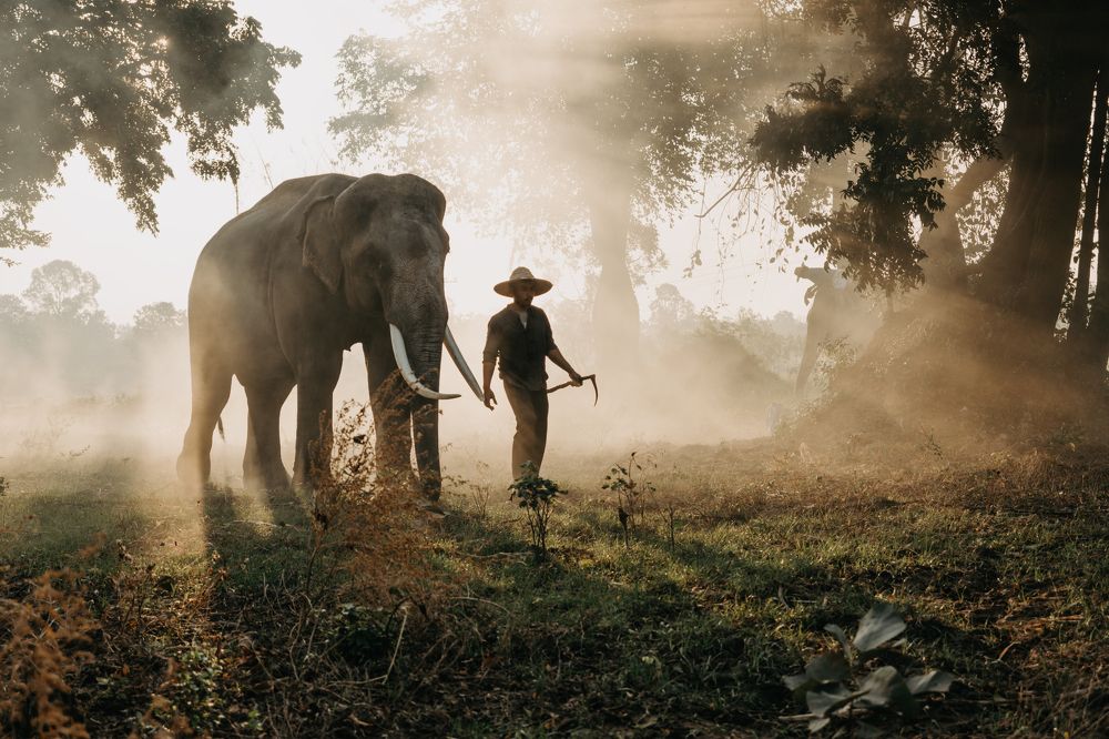 Photograph by SUTIPOND SOMNAM