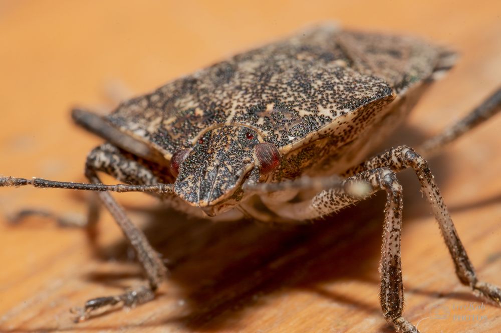 Photograph by Gregor Kobilica