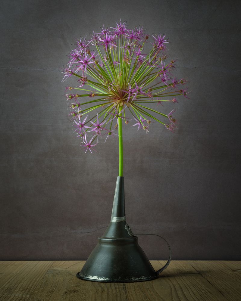 Allium in funnel