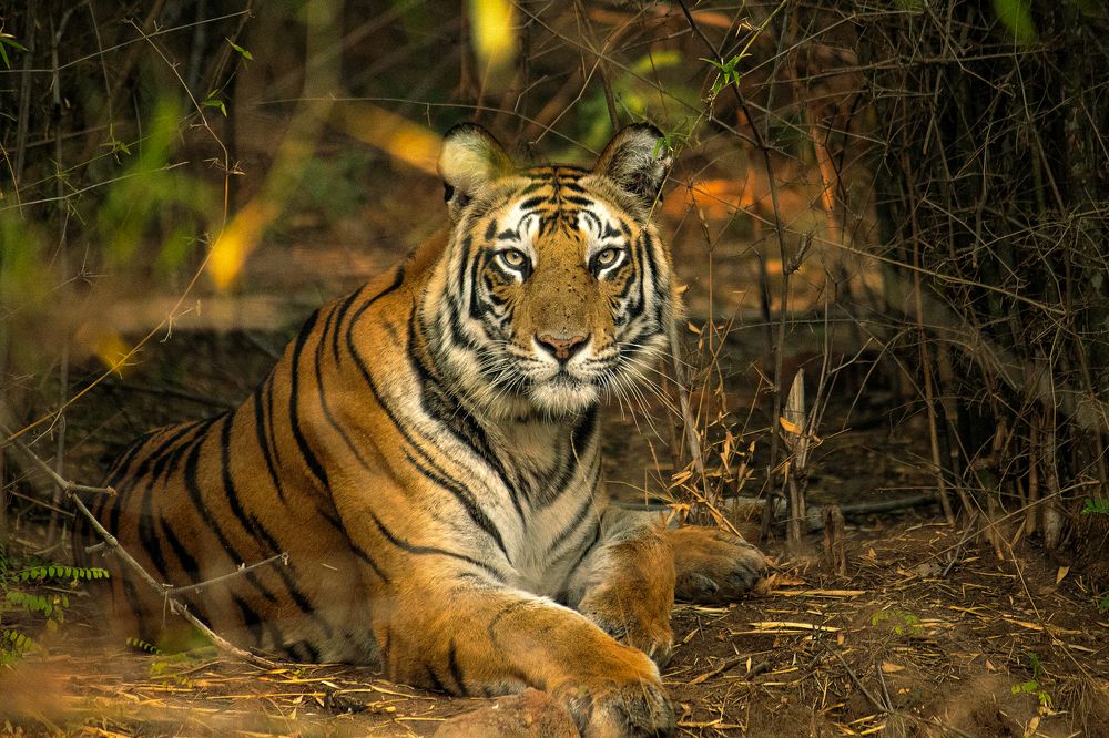 Photograph by Amol Manohar