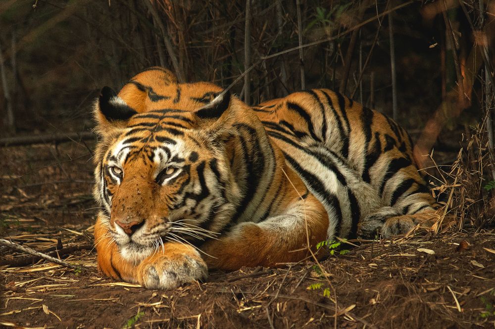 A resting tiger