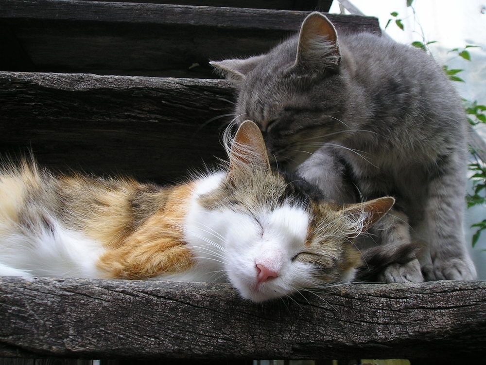 Photograph by Николай Ковальчук